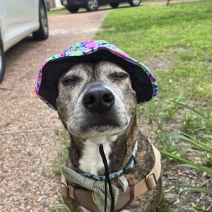 Fundraising Page: Daisy Colgin